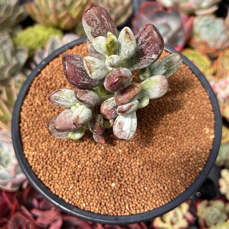 Cotyleydon Orbiculata Var. 'Hoppi' Variegated 3" Succulent Plant