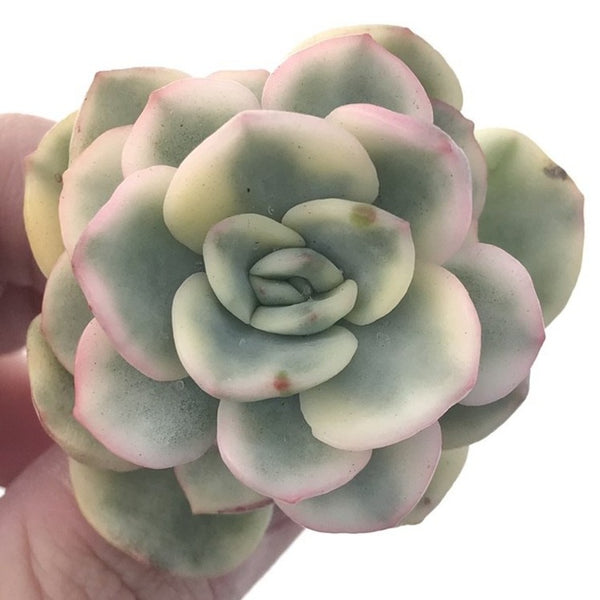 Echeveria sp. Variegated 1" Succulent Plant