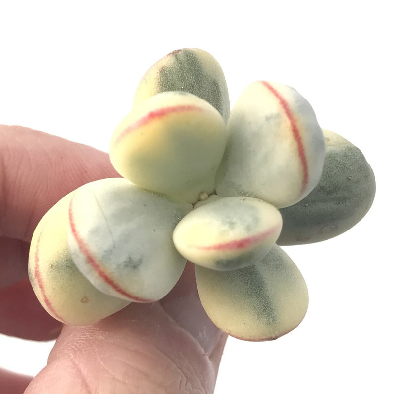 Cotyledon 'Orbiculata' 2" Variegated Succulent Plant