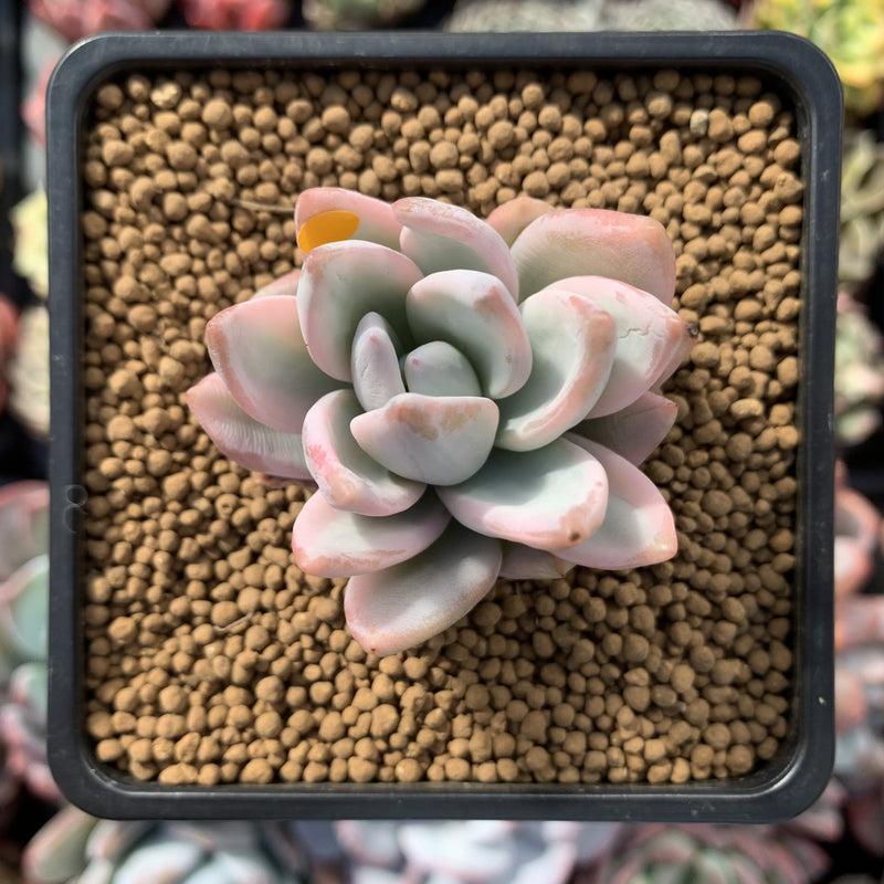 Pachyveria 'Simonasa' Variegated 2" Powdery Succulent Plant