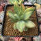 Pachyveria 'Cypress' Variegated 2"-3" Succulent Plant