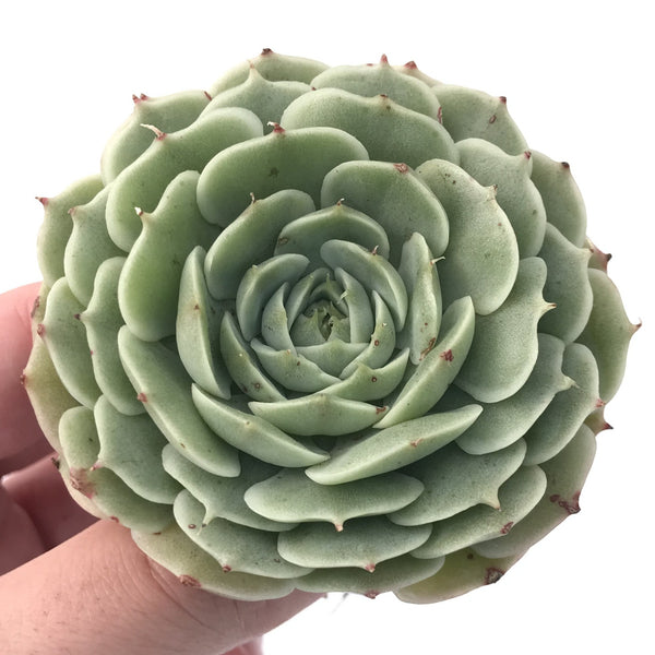 Echeveria 'Southern Bell' 3" Succulent Plant