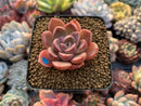 Echeveria 'Moralbi' 1" Succulent Plant