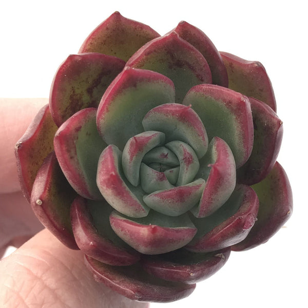 Echeveria sp. 1" Small Succulent Plant