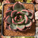 Echeveria 'Shallot' 2"-3" Succulent Plant