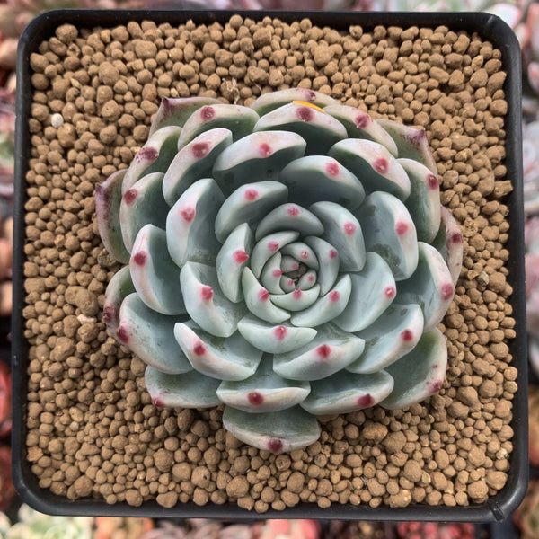 Echeveria 'Chihuahuaensis' 3"-4" Succulent Plant