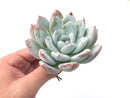 Echeveria 'Ivory' 4" Powdery Succulent Plant