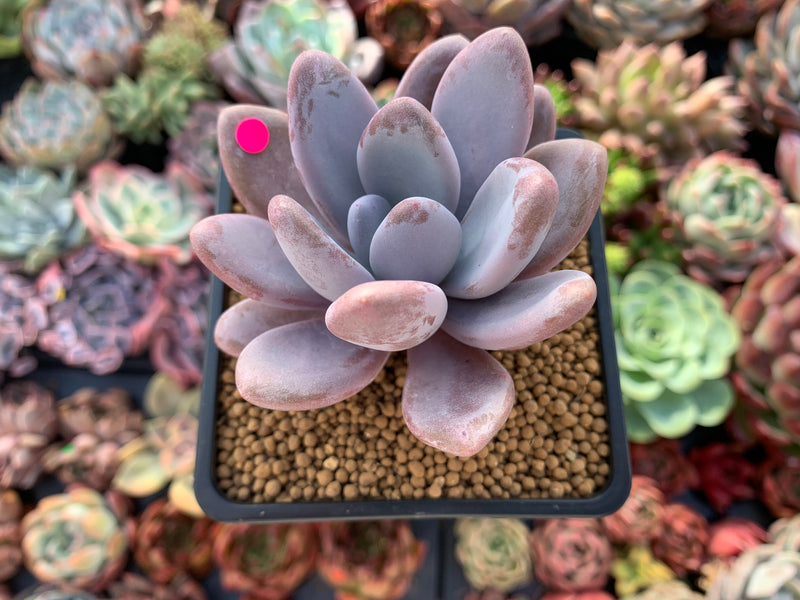 Echeveria 'Amethystinum' x 'Cante' 2"-3" New Hybrid Succulent Plant