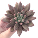 Pachyphytum 'Angel's Finger' 3"-4" Succulent Plant