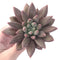 Pachyphytum 'Angel's Finger' 3"-4" Succulent Plant