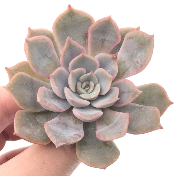 Echeveria 'Fiona' 2"-3" Succulent Plant