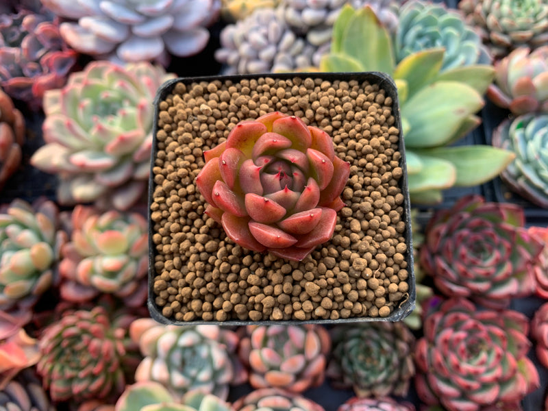 Echeveria Agavoides 'Cagliari' 1" Small Succulent Plant