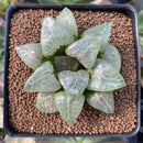 Haworthia 'Spring Water' 3" Succulent Plant