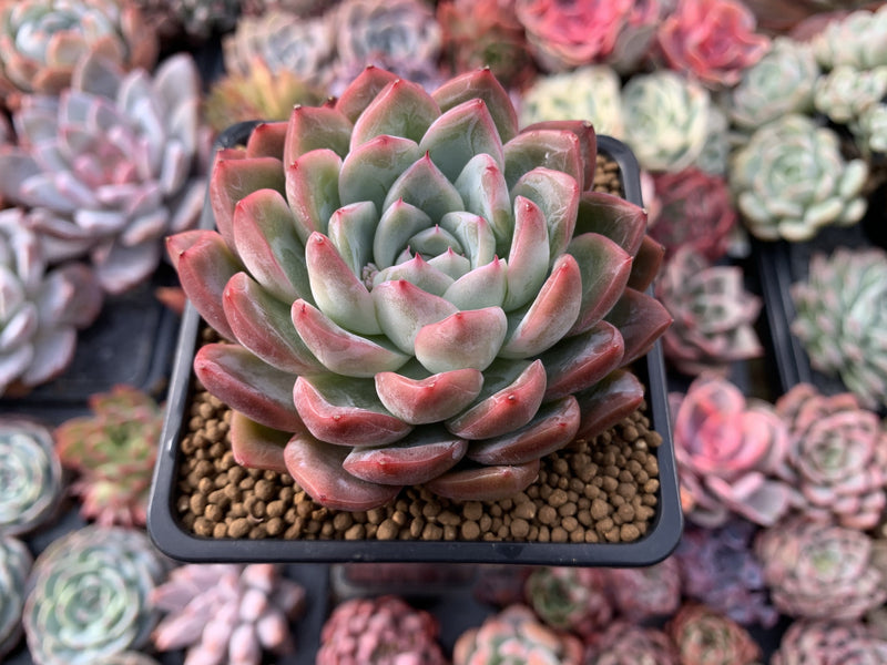 Echeveria sp. 4"  Succulent Plant