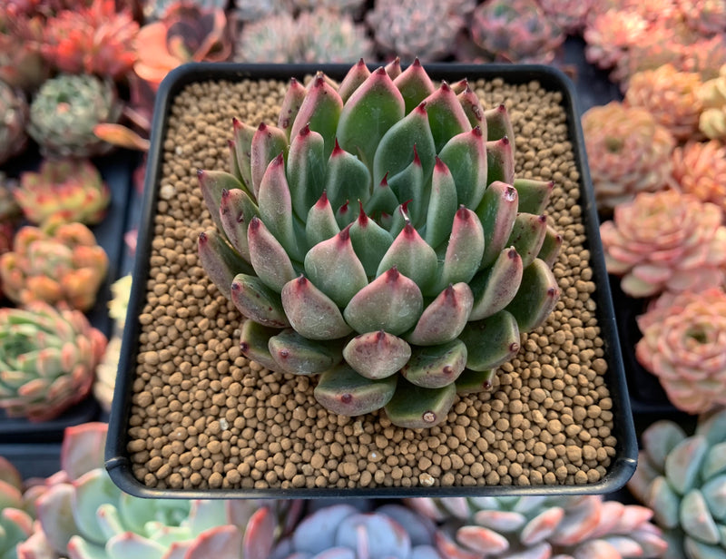 Echeveria Agavoides 'Golden Bear' 3" Succulent Plant