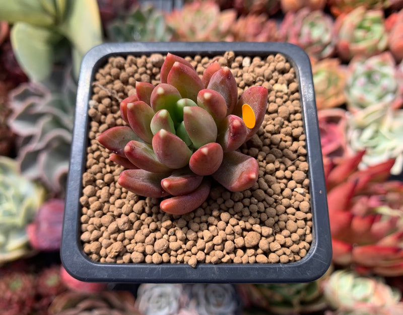 Pachyphytum Compactum 'Pink Glaucum' 1"-2" Succulent Plant