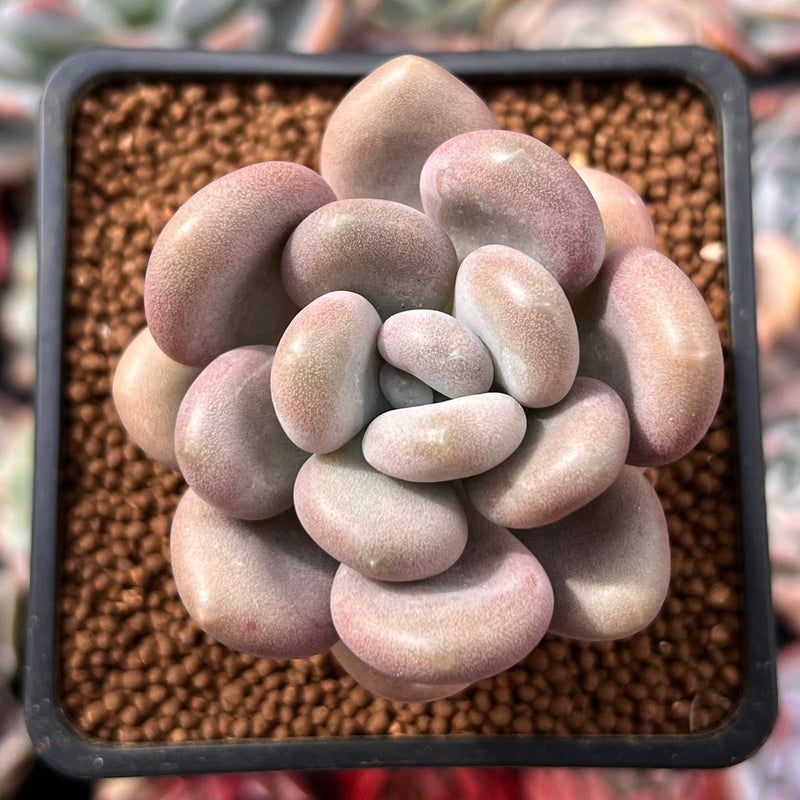 Pachyphytum Oviferum 'Tsukibijin' 2" Succulent Plant