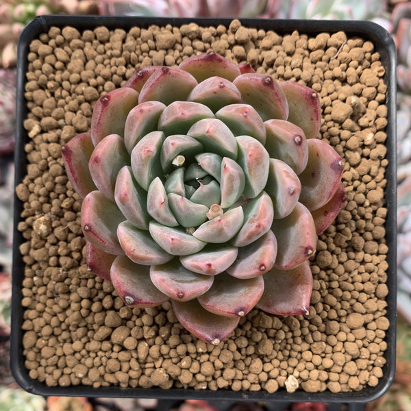 Echeveria 'Colby' 3" Succulent Plant