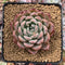 Echeveria 'Colby' 3" Succulent Plant