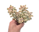 Graptoveria 'Titubans' Variegated 7" Large Cluster Succulent Plant