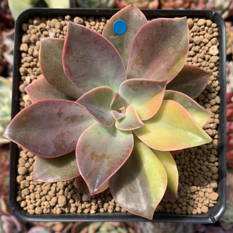 Graptoveria 'Fred Ives' Variegated 3" Succulent Plant