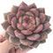 Echeveria 'Ariel' Extra Large 4" Succulent Plant