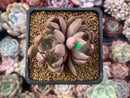 Echeveria Agavoides 'Magic Plot' 2" Succulent Plant