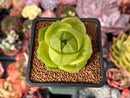 Haworthia 'Life Tigra' 1" Succulent Plant