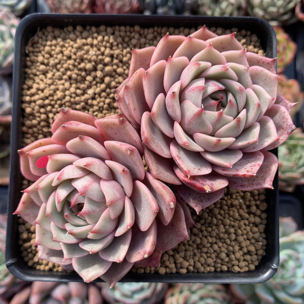 Echeveria 'Ben Badis' 5" Cluster Succulent Plant