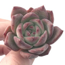 Echeveria 'Ratam' 2" Succulent Plant