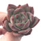 Echeveria 'Ratam' 2" Succulent Plant