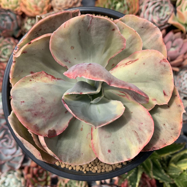 Echeveria sp. Variegated *NOT A TRUE ZUSUNG ICE AGE* 6" Succulent Plant