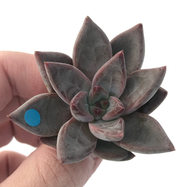 Echeveria Agavoides 'Tremolo' 1" New Hybrid Small Succulent Plant