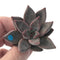 Echeveria Agavoides 'Tremolo' 1" New Hybrid Small Succulent Plant