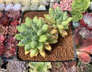 Pachyphytum Compactum 'Glaucum' 4" Cluster Succulent Plant