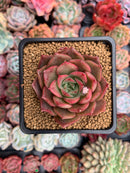 Echeveria Agavoides sp. 2" Succulent Plant