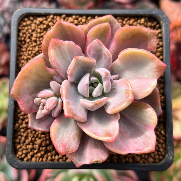 Graptoveria 'Mrs. Richards' Variegated 2" Succulent Plant