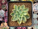 Graptoveria 'Harry Watson' Variegated 4" Succulent Plant