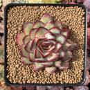 Echeveria 'Mexican Pulidonis' 3" Succulent Plant