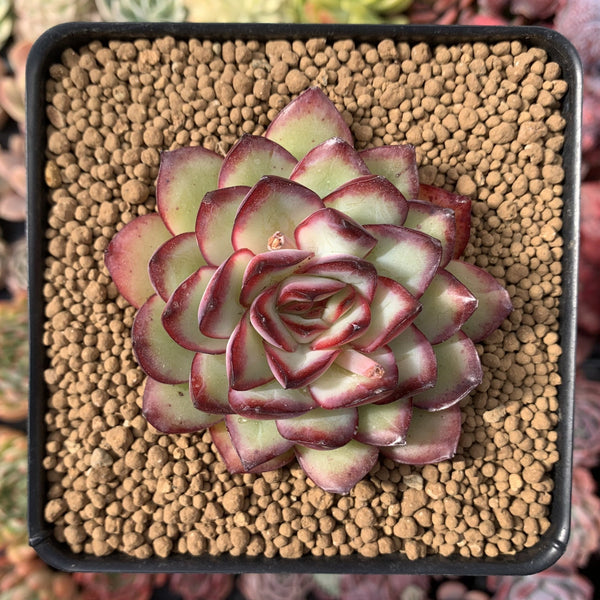 Echeveria 'Mexican Pulidonis' 3" Succulent Plant