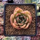 Echeveria Agavoides 'Timmo' 1" Succulent Plant