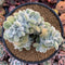 Echeveria 'Pulvinata 'Frosty' Crested 5" Succulent Plant