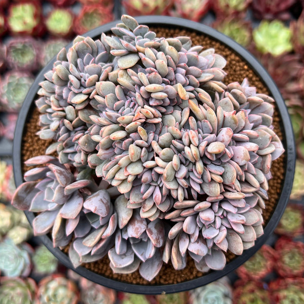 Graptoveria 'Debbie' Crested 4" Succulent Plant