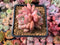 Echeveria 'Ariel' 2" Cluster Succulent Plant