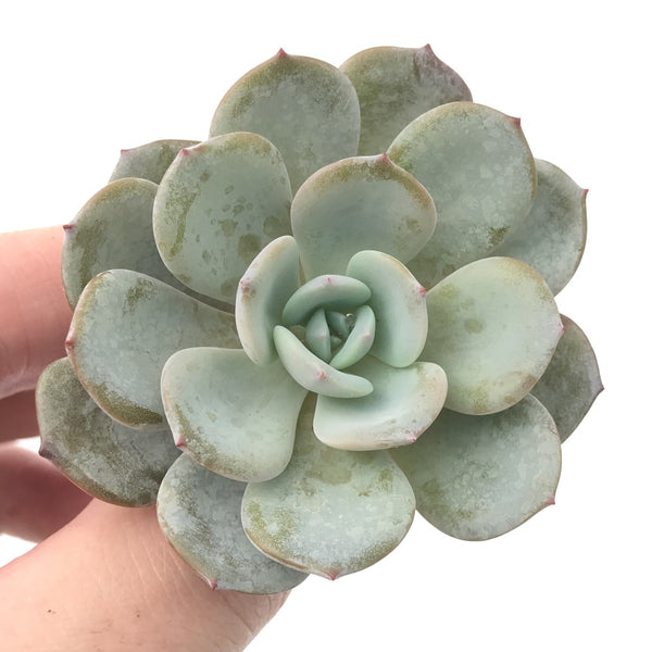 Echeveria 'Ice Purple' 2" Powdery Succulent Plant