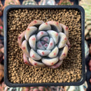 Echeveria 'Colorata' 2" Succulent Plant