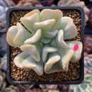 Echeveria 'Exotic' 2"-3" Powdery Succulent Plant