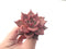 Echeveria Agavoides 'Red Ebony' 3" Succulent Plant