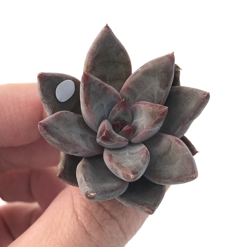 Echeveria Agavoides 'Tremolo' 1" New Hybrid Small Succulent Plant