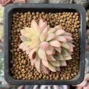 Echeveria 'Mebina' Variegated 1" Small Succulent Plant